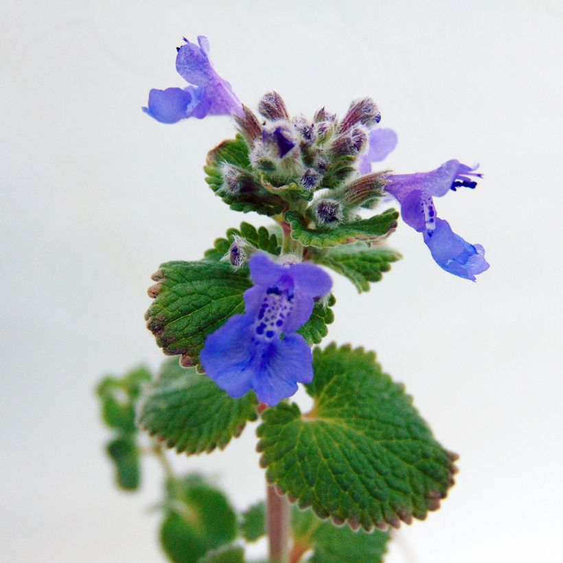 Nepeta racemosa Superba - Catnip (Flowering)