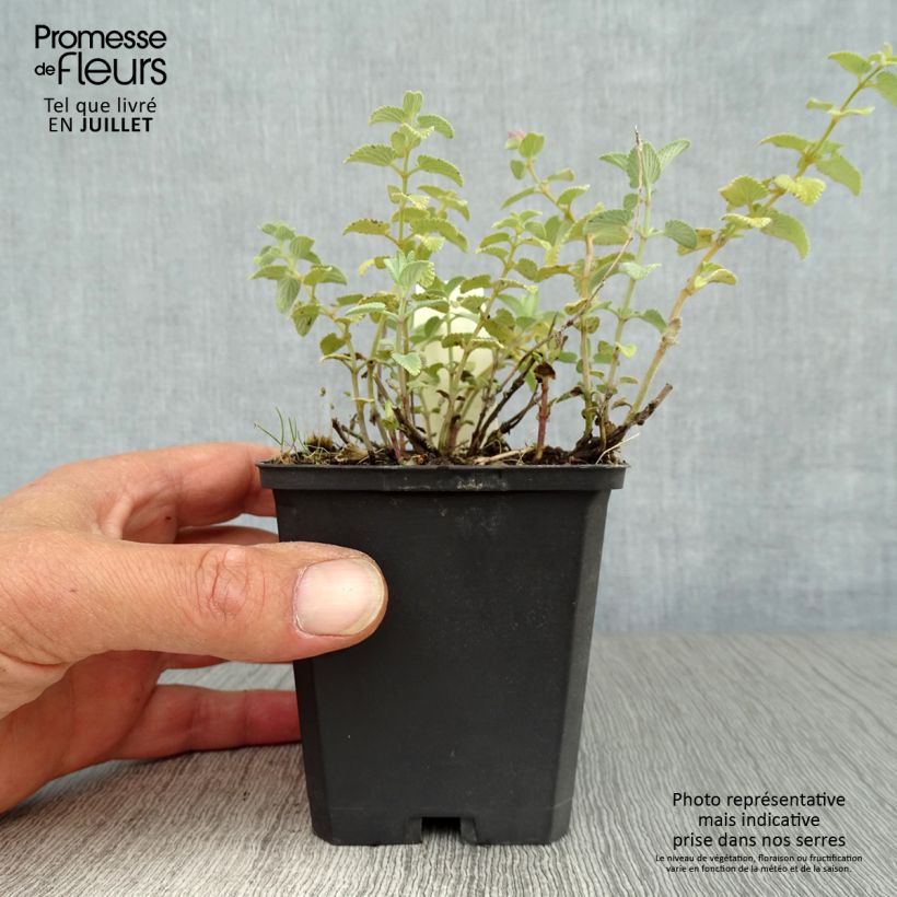 Nepeta racemosa Superba - Catnip 8/9 cm pot sample as delivered in summer