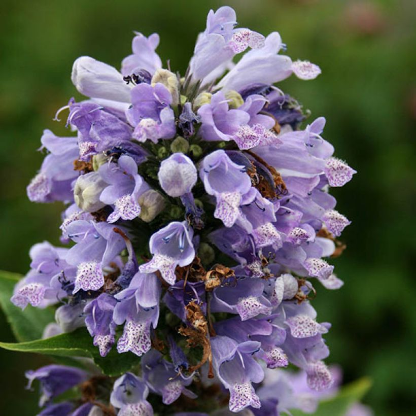 Nepeta subsessilis - Catnip (Flowering)