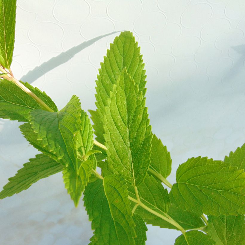 Nepeta subsessilis - Catnip (Foliage)