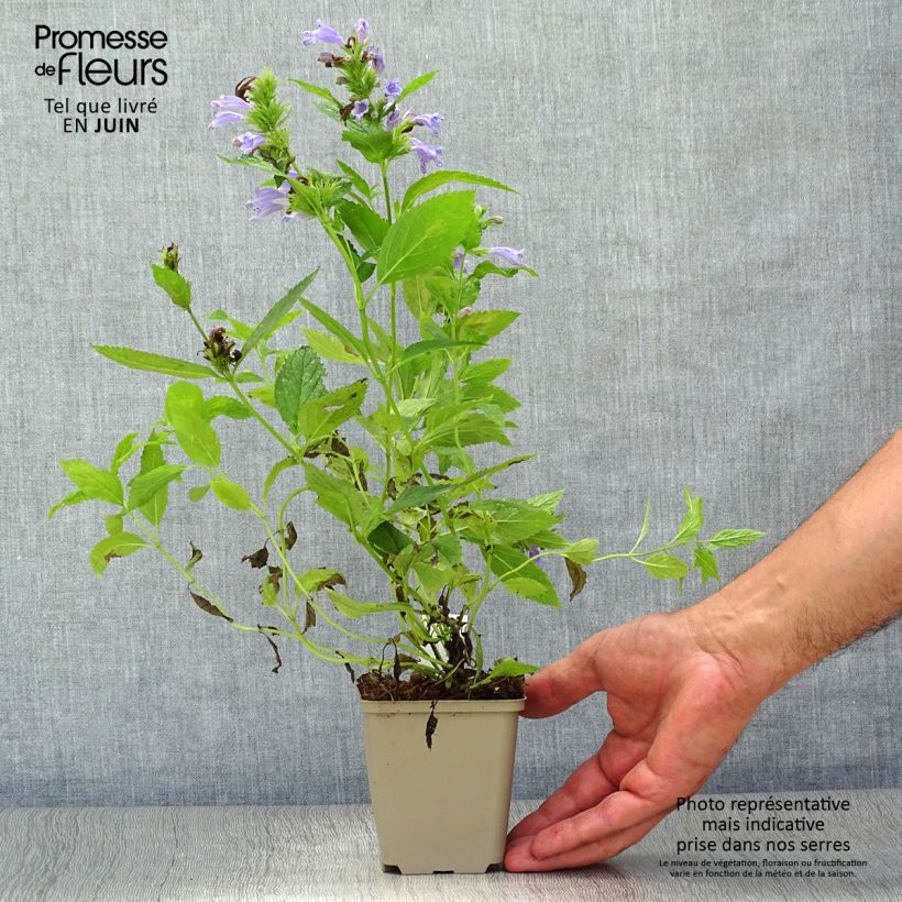 Nepeta subsessilis - Catnip 8/9 cm pot sample as delivered in summer