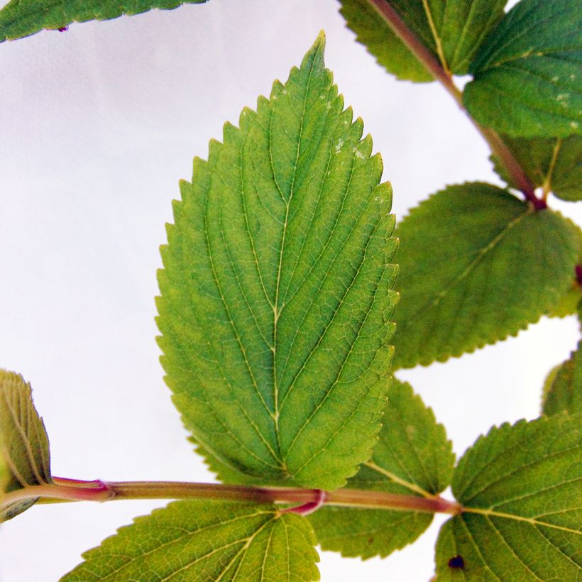 Nepeta subsessilis Laufen - Catnip (Foliage)