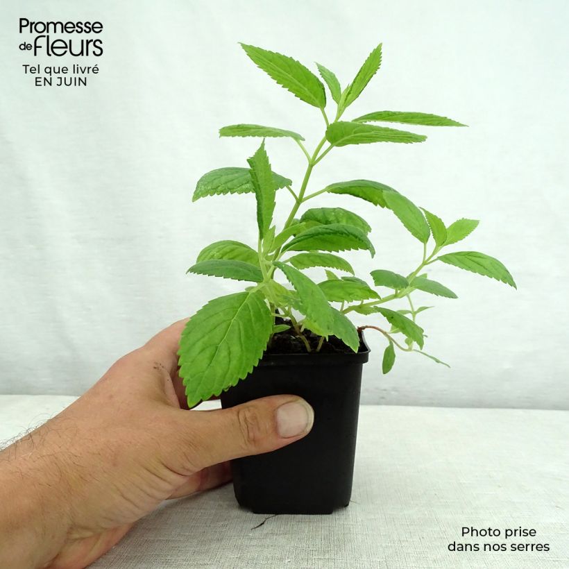 Nepeta subsessilis Laufen - Catnip 8/9 cm pot sample as delivered in summer