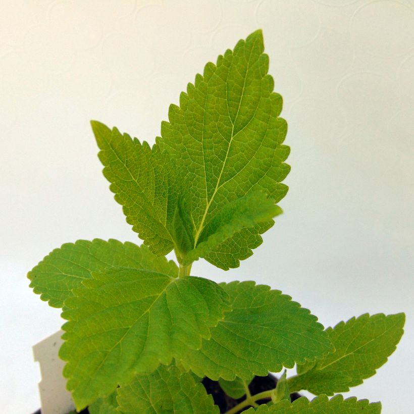 Nepeta subsessilis Sweet Dreams - Catnip (Foliage)