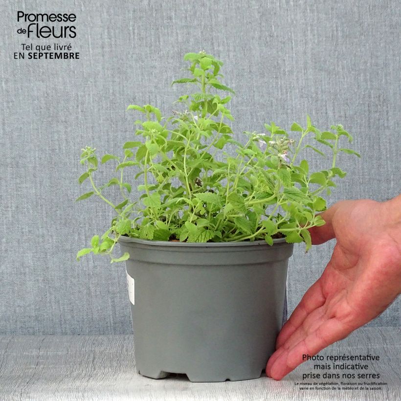 Nepeta faassenii Limelight - Catnip 2L/3L pot sample as delivered in summer