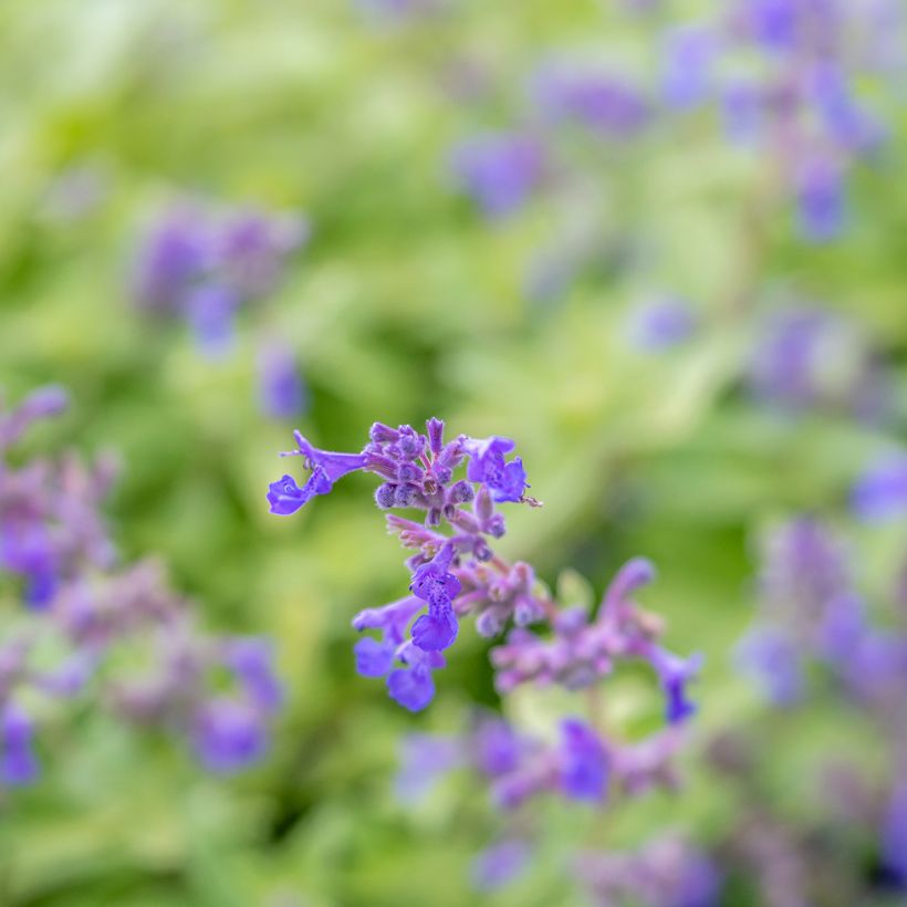 Nepeta faassenii Limelight - Catnip (Flowering)