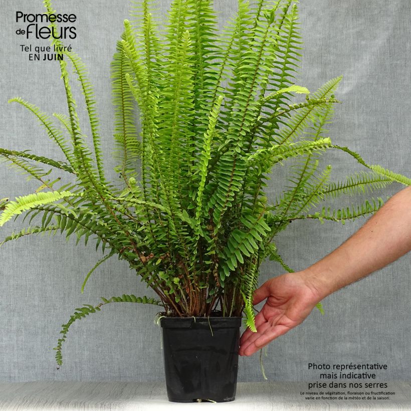 Nephrolepis cordifolia Artic Jungle - Boston Fern 2L/3L pot sample as delivered in summer