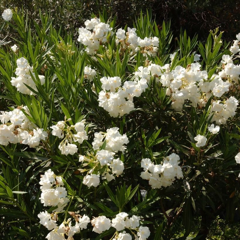 Nerium oleander Blanc (Plant habit)