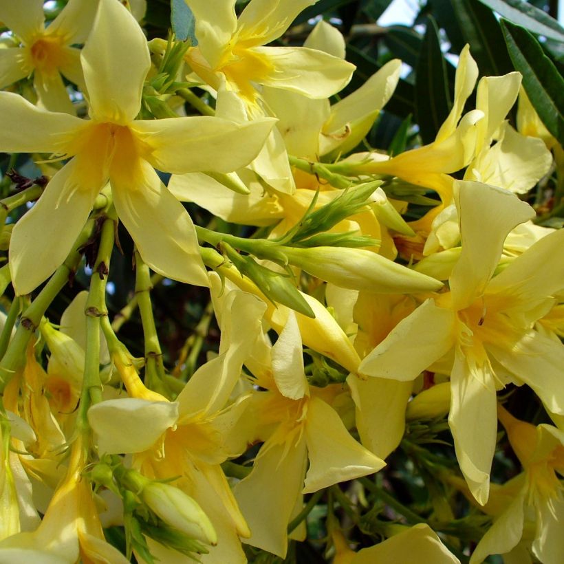 Nerium oleander Marie Gambetta (Flowering)