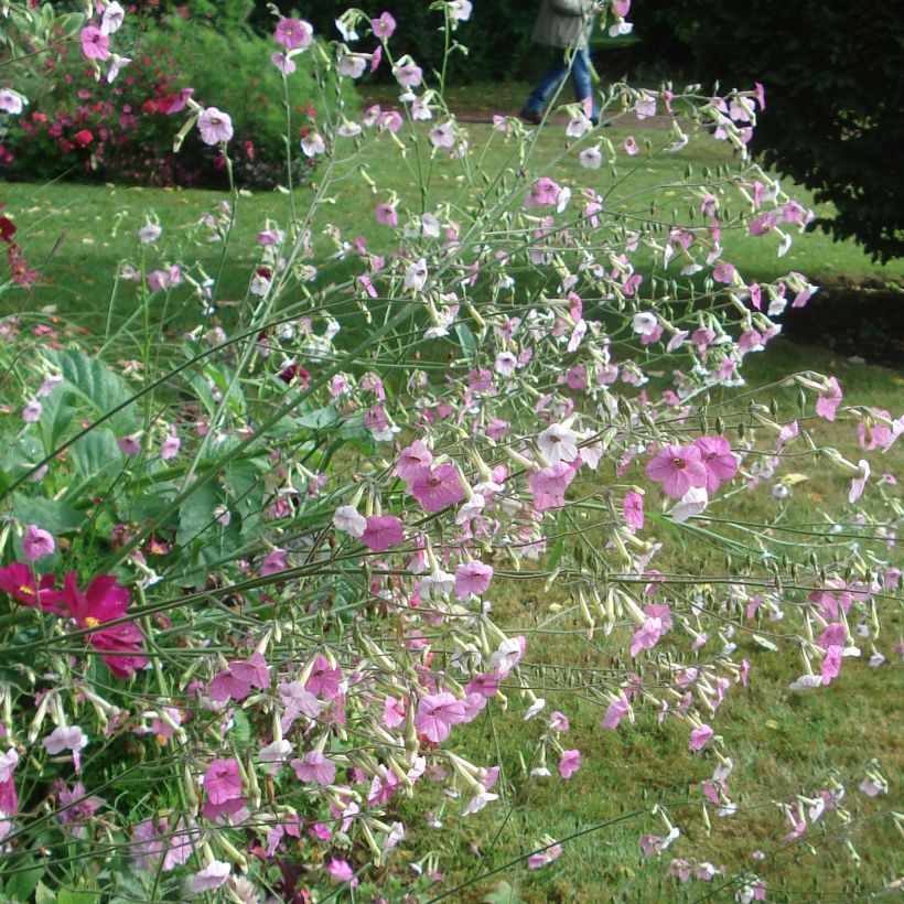 Nicotiana mutabilis Marshmallow (Plant habit)