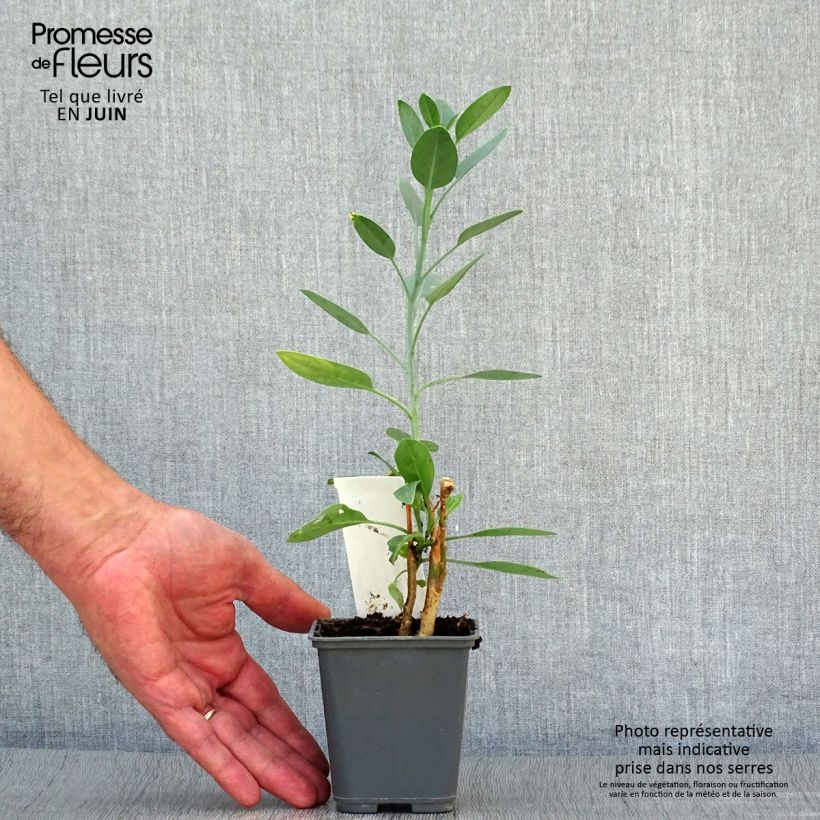 Nicotiana glauca - Ornamental tobacco 8/9 cm pot sample as delivered in summer