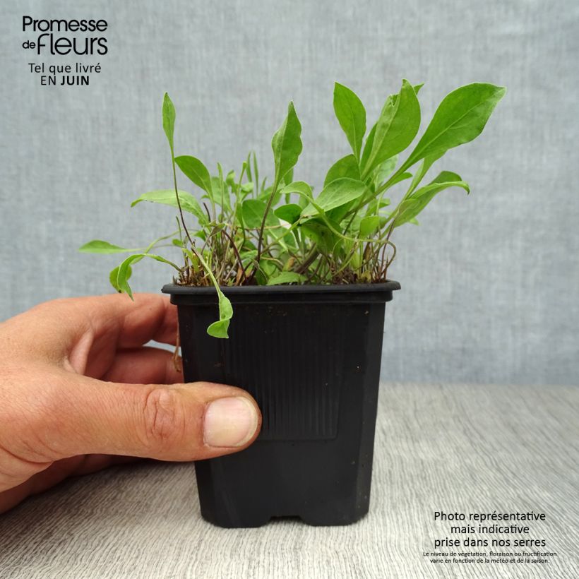 Nierembergia repens - Nierembergia rampant Godet de 8/9 cm sample as delivered in summer