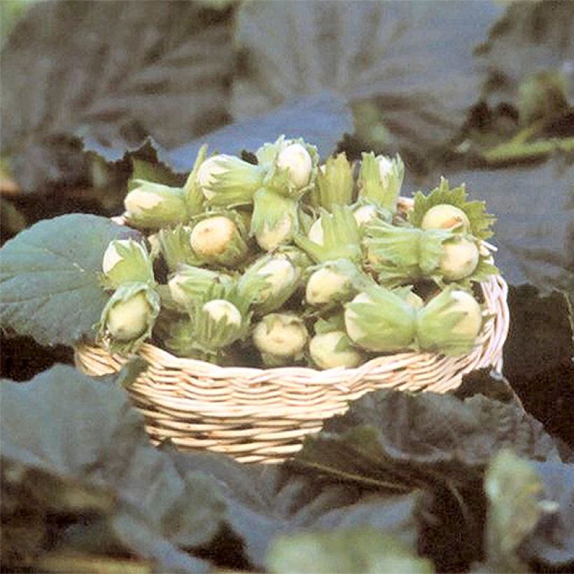 Common Hazel Fertile de Coutard - Corylus avellana (Harvest)