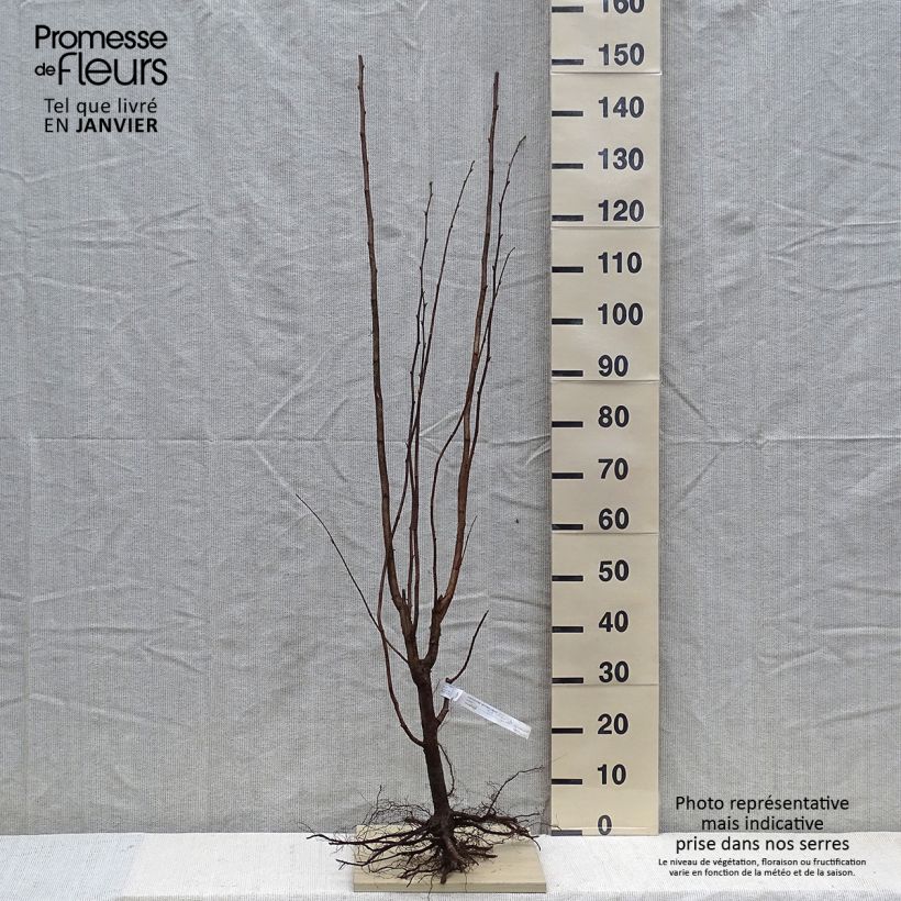 Commin Hazel Pearson's Prolific - Corylus avellana sample as delivered in winter