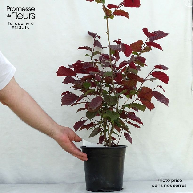 Corylus avellana Rode Zellernoot - Common Hazel 3L/4L pot, Bush sample as delivered in summer