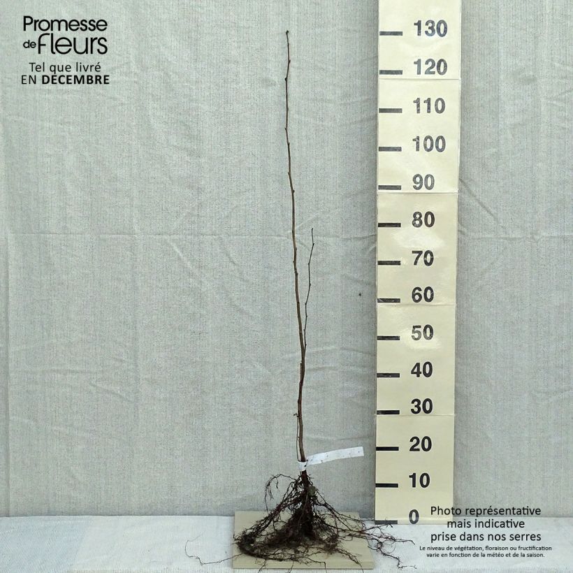 Corylus avellana - Common Hazel sample as delivered in winter