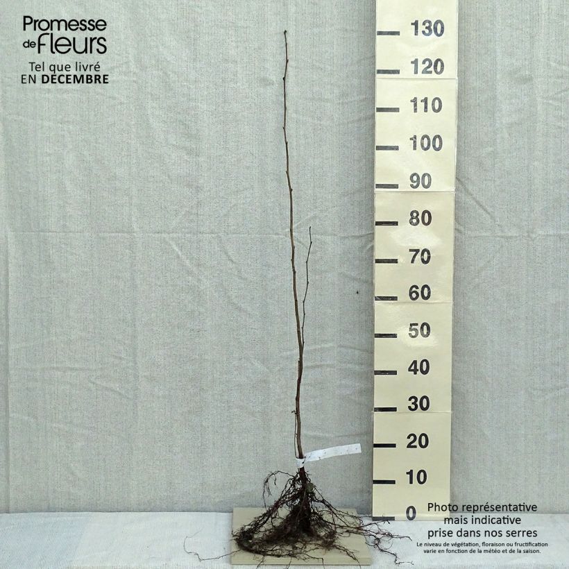 Corylus avellana - Common Hazel Bare root sample as delivered in winter