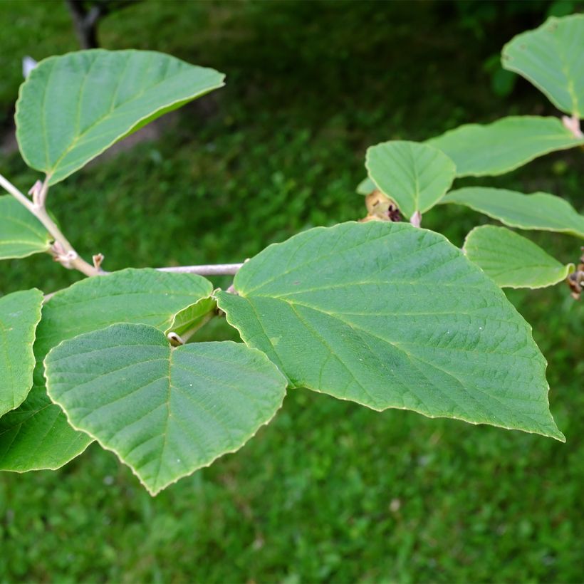 Hamamelis intermedia Aurora - Witch Hazel (Foliage)