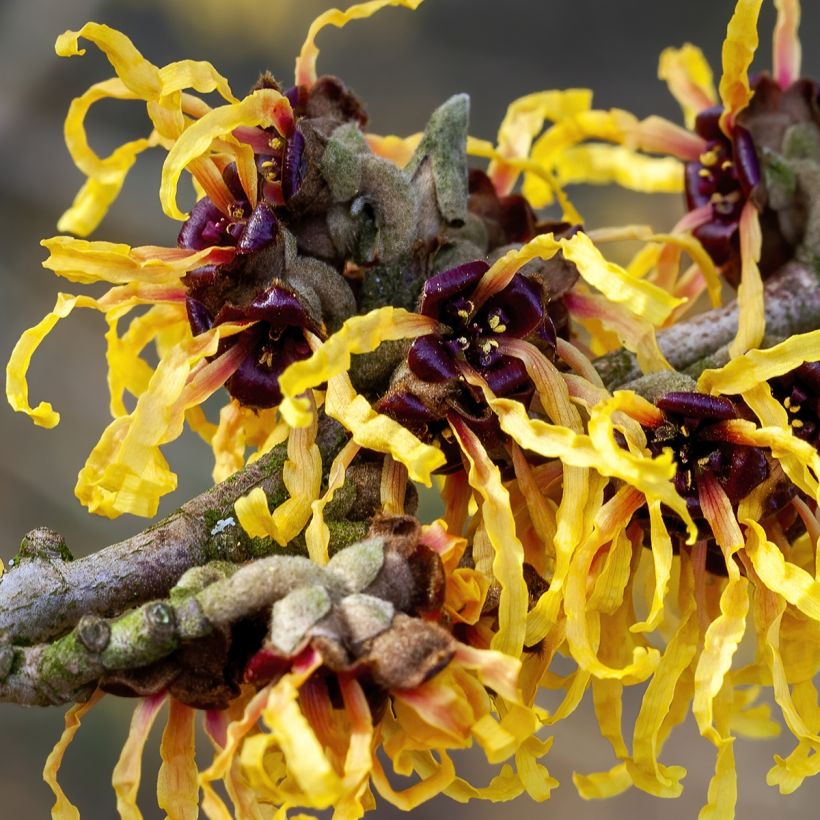 Hamamelis intermedia Aurora - Witch Hazel (Flowering)