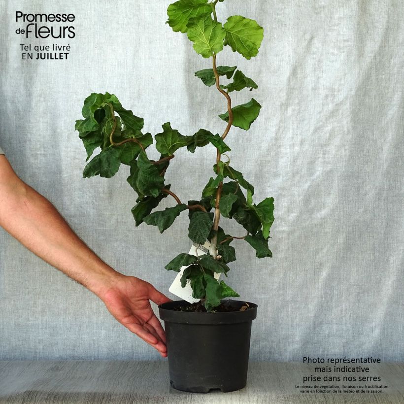 Corylus avellana Contorta - Common Hazel 3L/4L pot sample as delivered in summer