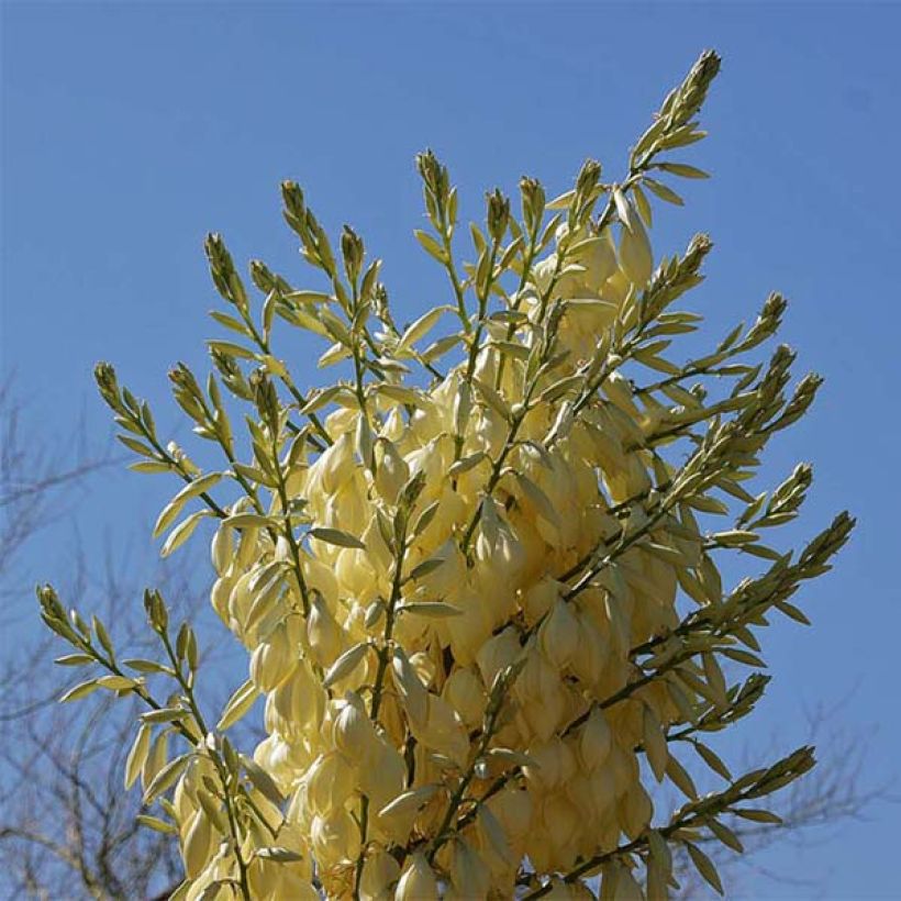 Nolina nelsonii (Flowering)