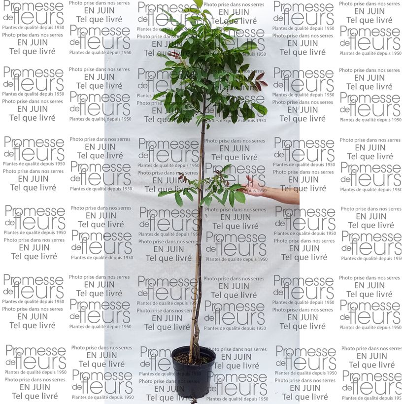 Example of Common Walnut Parisienne - Juglans regia 7.5L/10L pot, Sapling specimen as delivered