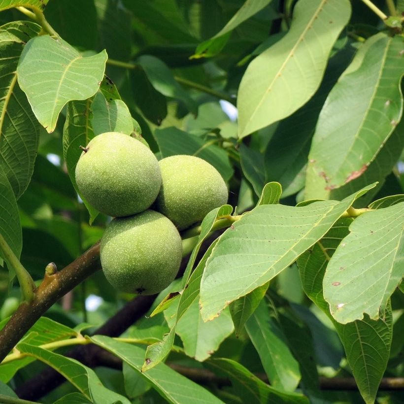 Common Walnut - Juglans regia (Foliage)