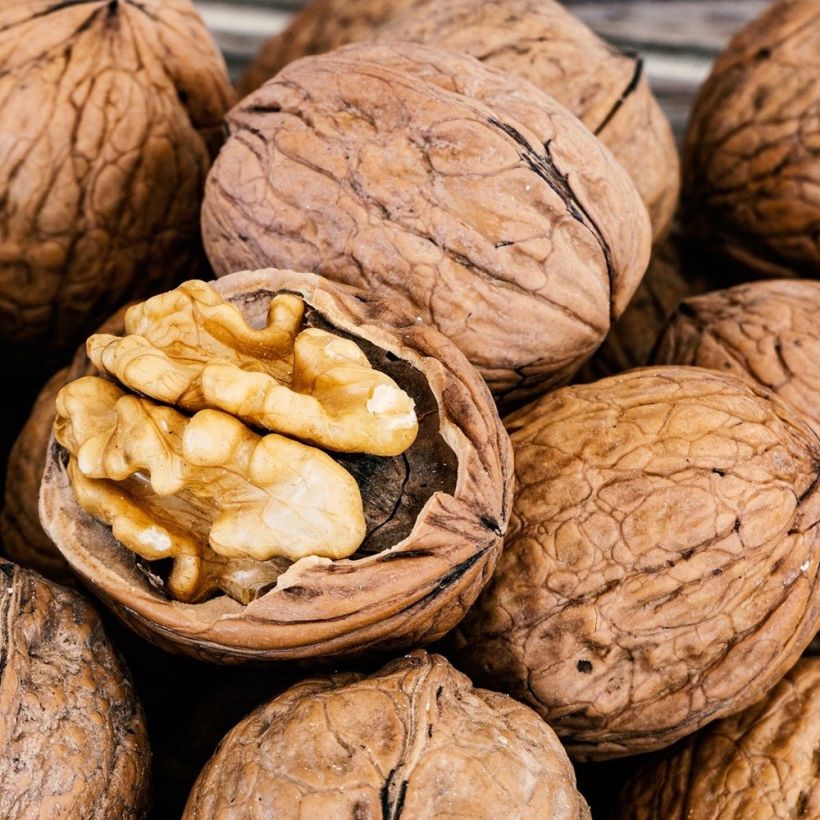 Common Walnut - Juglans regia (Harvest)