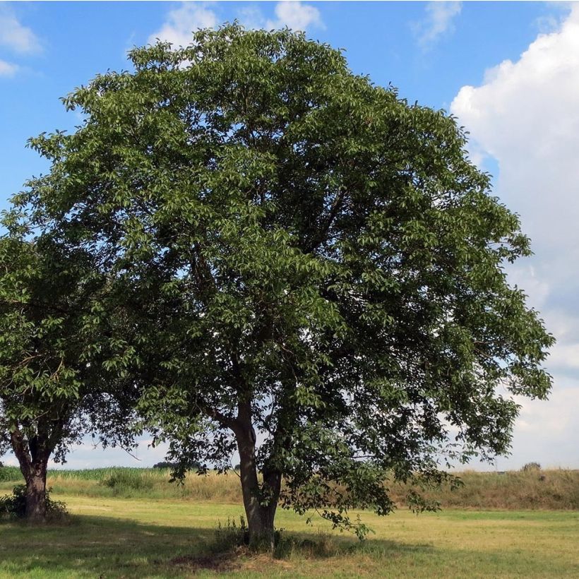 Common Walnut - Juglans regia (Plant habit)