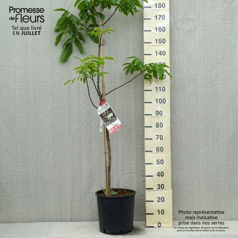Common Walnut Corne - Juglans regia 7.5L/10L pot, Sapling sample as delivered in summer