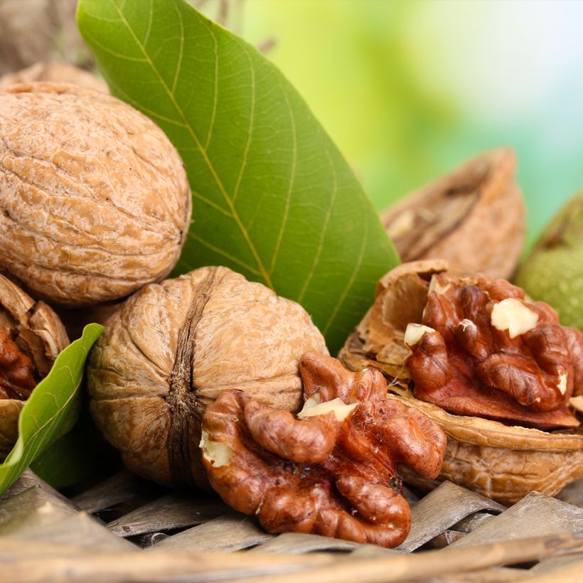 Common Walnut Esterhazy II - Juglans regia (Harvest)