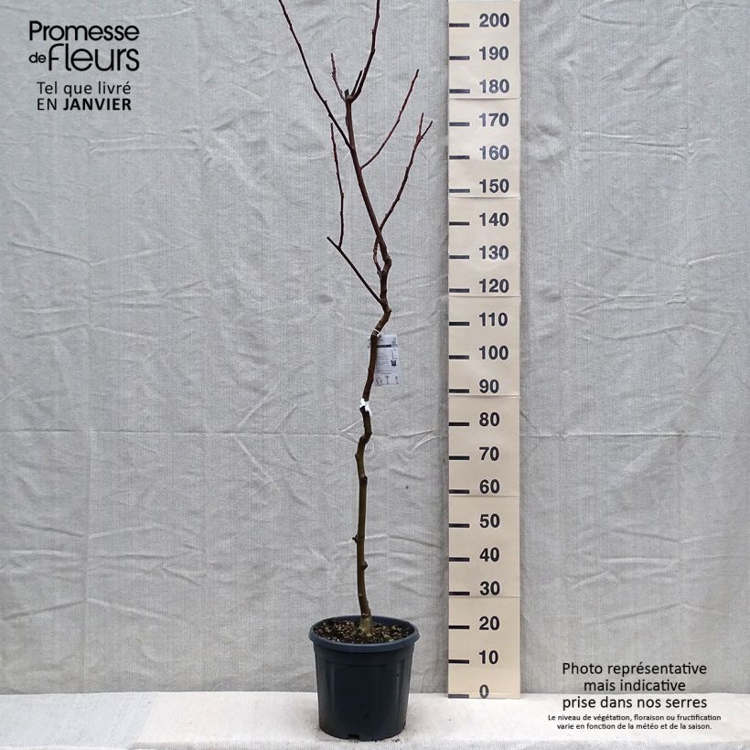 Juglans regia Chandler - Juglans regia 7.5L/10L pot, Half standard sample as delivered in winter
