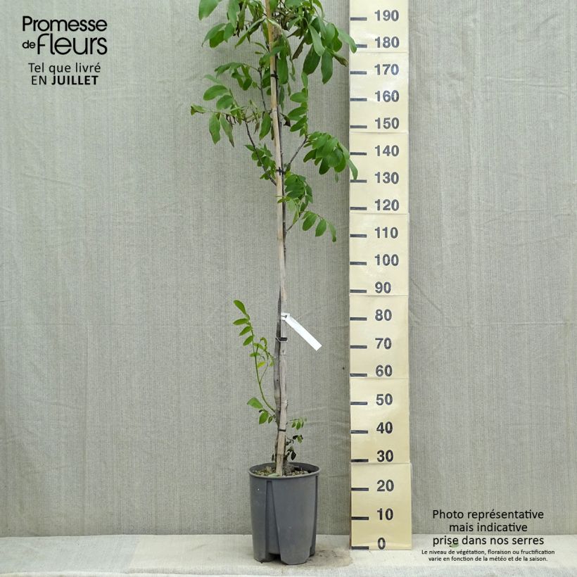Common Walnut Fernor - Juglans regia 7.5L/10L pot, Half standard sample as delivered in summer