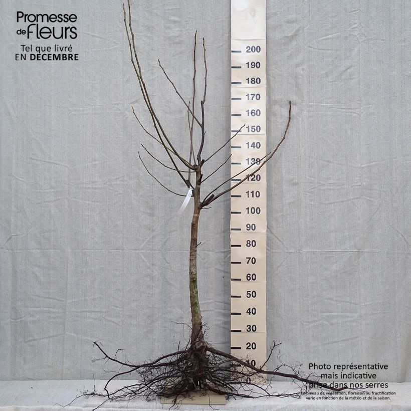 Common Walnut - Juglans regia Bare root sample as delivered in winter