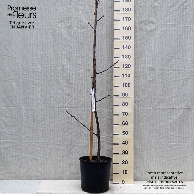 Common Walnut Mayette - Juglans regia 7.5L/10L pot, Sapling sample as delivered in winter