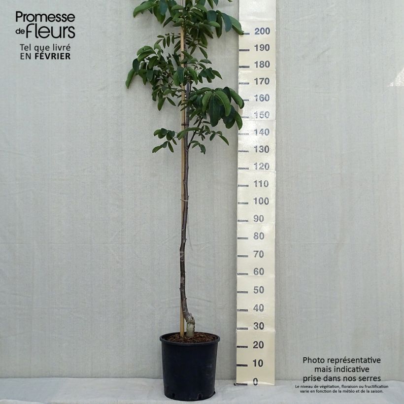 Common Walnut Weinsberg 1 - Juglans regia 18L/20L pot, Sapling sample as delivered in autumn