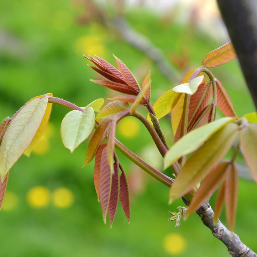 Common Walnut Weinsberg 1 - Juglans regia (Foliage)