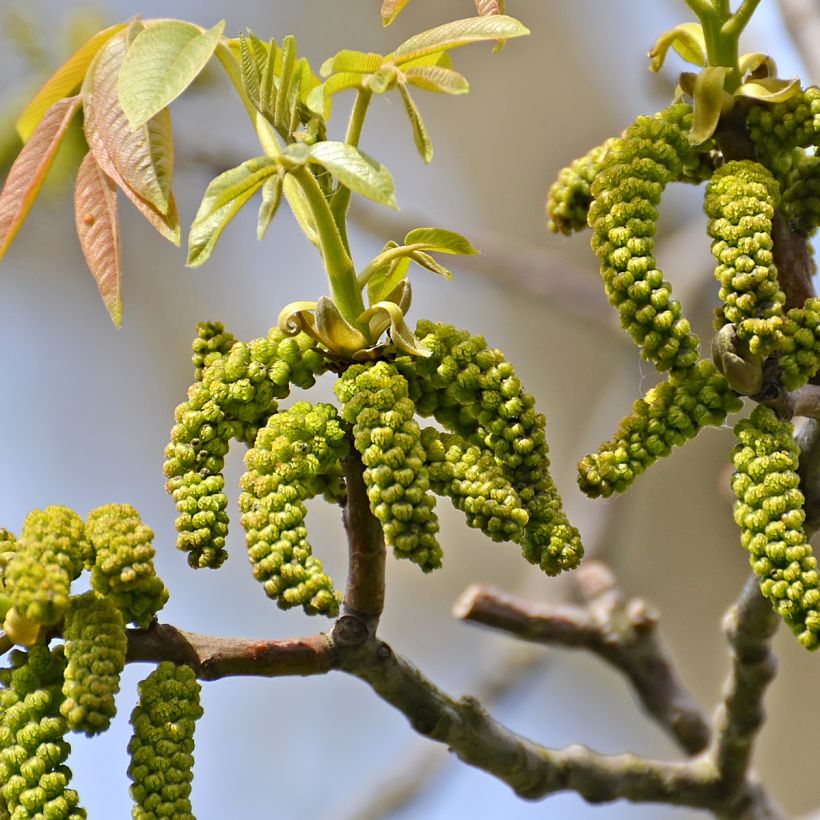 Common Walnut Weinsberg 1 - Juglans regia (Flowering)