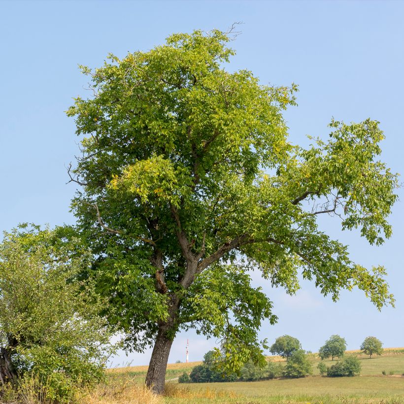 Common Walnut Weinsberg 1 - Juglans regia (Plant habit)