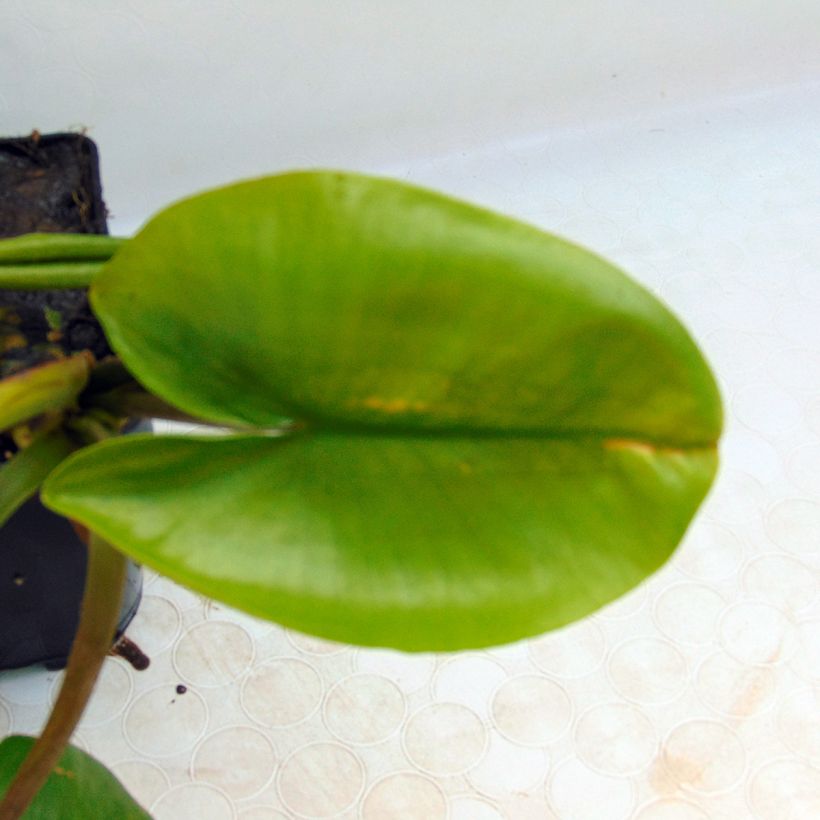 Nuphar lutea  - Yellow Water Lily (Foliage)