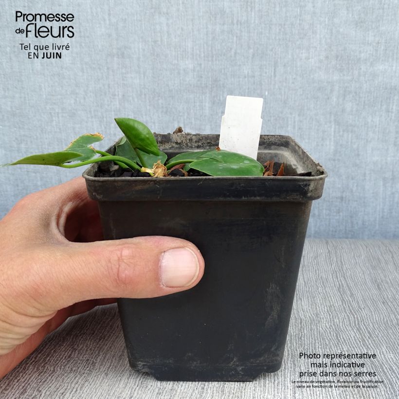 Nuphar lutea  - Yellow Water Lily 8/9 cm pot sample as delivered in summer