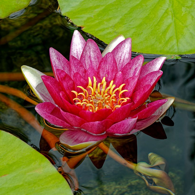 Nymphaea Attraction - Water Lily (Flowering)