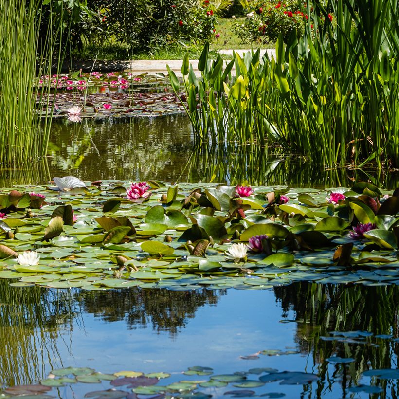 Nymphaea Attraction - Water Lily (Plant habit)