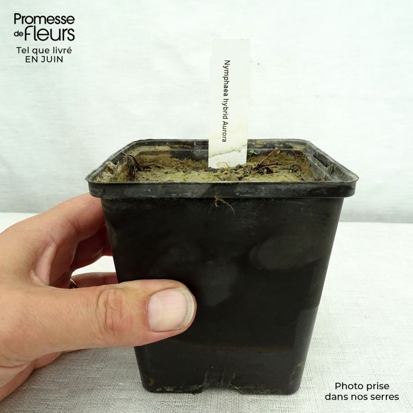 Nymphaea Aurora - Water Lily 8/9 cm pot sample as delivered in summer