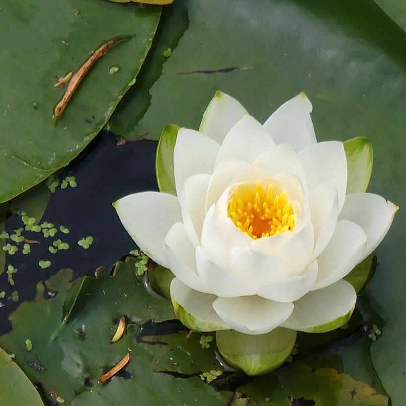 Nymphaea candida (Flowering)
