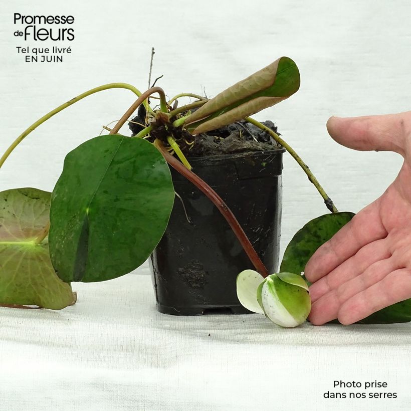 Nymphaea Fabiola - Water Lily 8/9 cm pot sample as delivered in summer