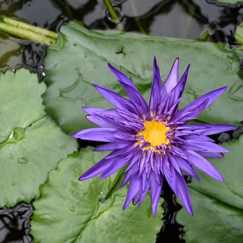 Nymphaea Tina (Flowering)