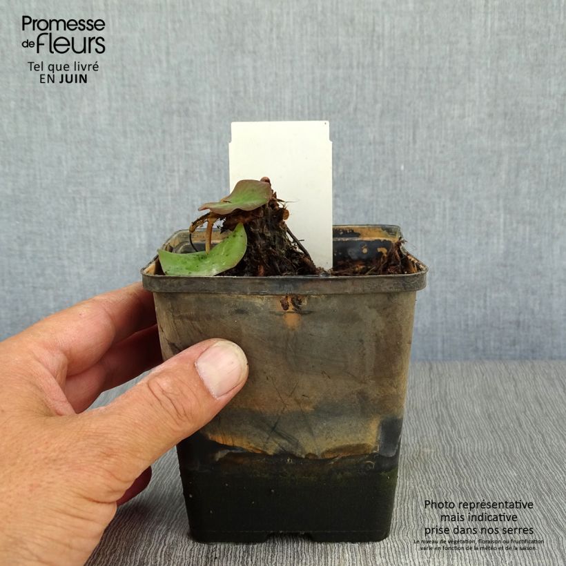 Nymphaea tetragona - Water Lily 1L/1.5L pot sample as delivered in summer