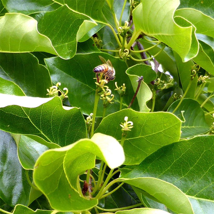 Nyssa sylvatica - Tupelo (Foliage)