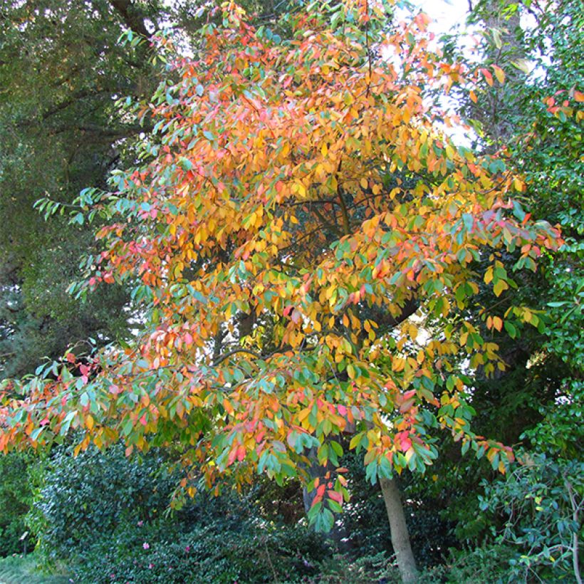 Nyssa sylvatica - Tupelo (Plant habit)